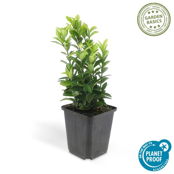 Euonymus jap. Green Spire - ↕10-25cm - Ø9cm - 12x | Sierplantenshop 