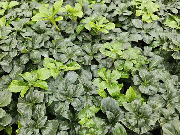 Pachysandra term. 'Green Sheen' - ↕10-25cm - Ø9cm - 12x | Sierplantenshop 