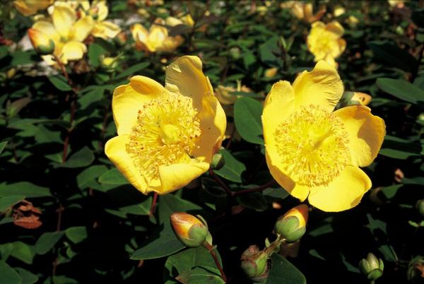 Hypericum dummeri 'Peter Dummer' - ↕10-25cm - Ø9cm - 12x | Sierplantenshop 