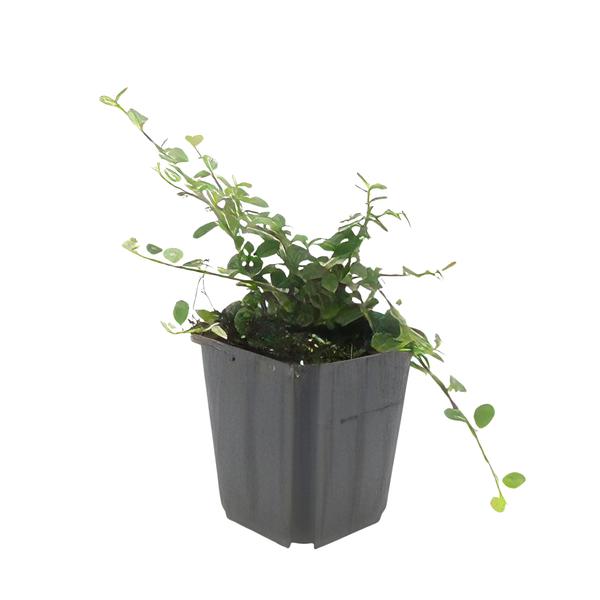 Cotoneaster pr. 'Queen of Carpets' - ↕10-25cm - Ø9cm - 12x | Sierplantenshop 