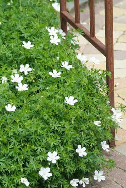 Geranium sang. 'Album' - ↕10-25cm - Ø9cm - 12x | Sierplantenshop 