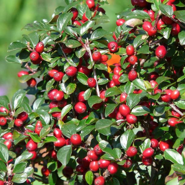 Cotoneaster dam. 'Major' - ↕25cm - Ø9cm  - 12x | Sierplantenshop 