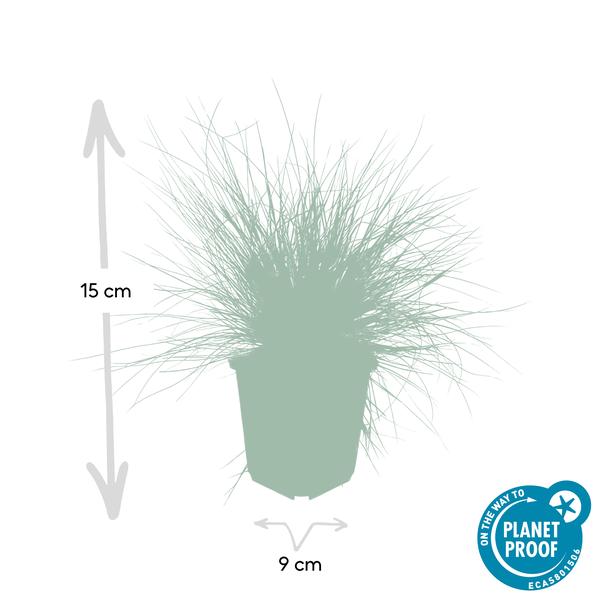 Festuca glauca 'Elijah Bleu' - ↕10-25cm - Ø9cm  - 12x | Sierplantenshop 