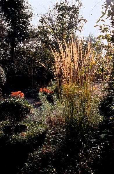 Calamagrostis acut. 'Karl Foerster'  - ↕10-25cm - Ø9cm - 12x | Sierplantenshop 