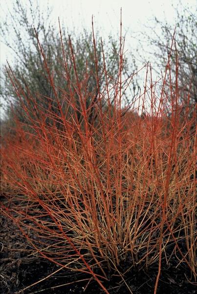 Cornus sang. 'Midwinter Fire' - ↕10-25cm - Ø9cm - 12x | Sierplantenshop 