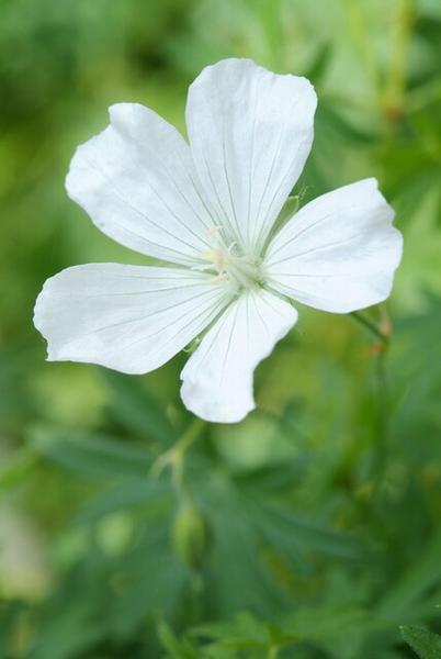 Geranium sang. 'Album' - ↕10-25cm - Ø9cm - 12x | Sierplantenshop 