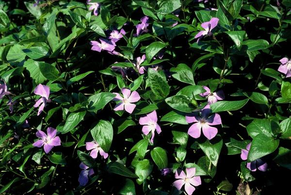 Vinca major - ↕10-25cm - Ø9cm - 12x | Sierplantenshop 