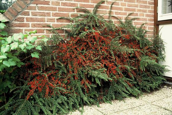 Cotoneaster horizontalis - ↕10-25cm - Ø9cm - 12x | Sierplantenshop 