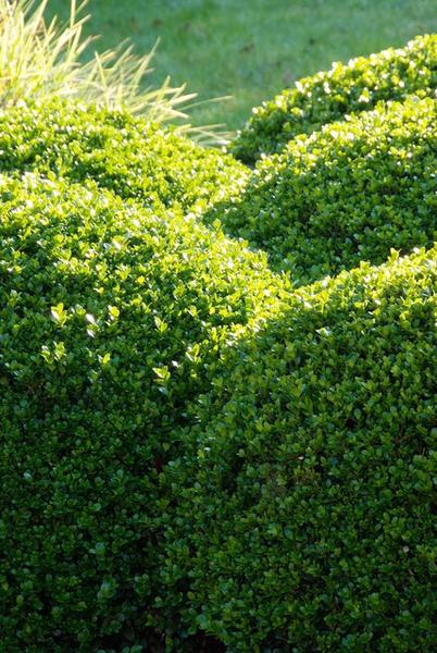 Buxus Sempervirens - ↕10-25cm - Ø9cm - 12x | Sierplantenshop 