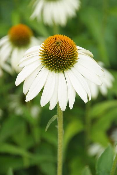 Echinacea p. 'White Swan' - ↕10-25cm - Ø9cm - 12x | Sierplantenshop 