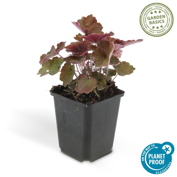 Heuchera mic. 'Palace Purple'- 12x -↕15cm