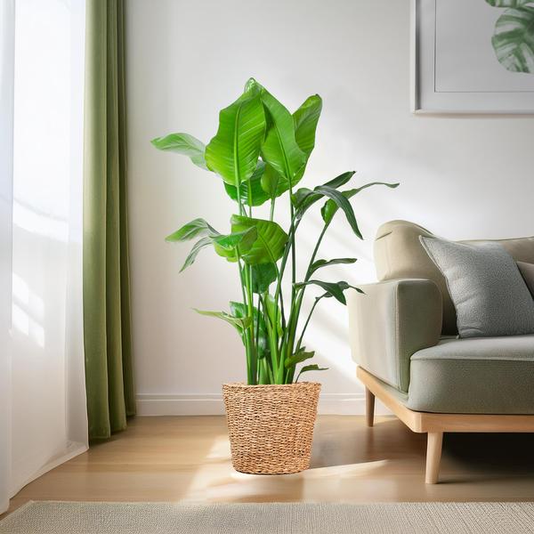 Strelitzia Nicolai XL met Torun mand - 140cm - Ø27 | Sierplantenshop 