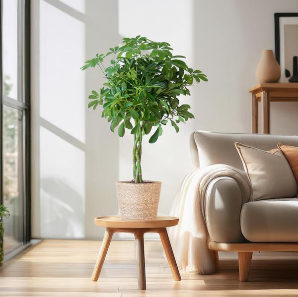 Schefflera Arab Nora met Mand Sofia naturel  - 70cm - Ø21 | Sierplantenshop 