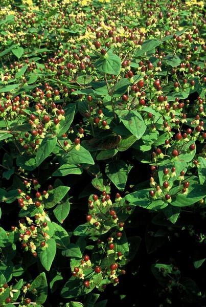 Hypericum inodorum 'Beauty' - ↕10-25cm - Ø9cm - 12x | Sierplantenshop 