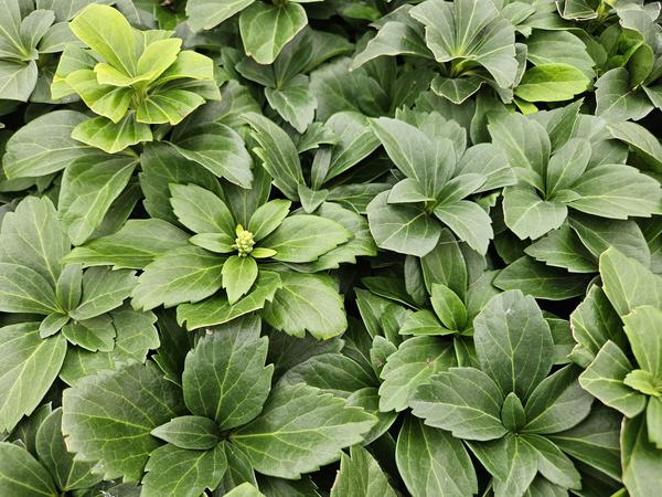 Pachysandra terminalis - ↕10-25cm - Ø9cm - 12x | Sierplantenshop 