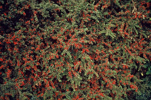 Cotoneaster horizontalis - ↕10-25cm - Ø9cm - 12x | Sierplantenshop 