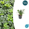 Pachysandra term. 'Green Sheen' - ↕10-25cm - Ø9cm - 12x | Sierplantenshop 