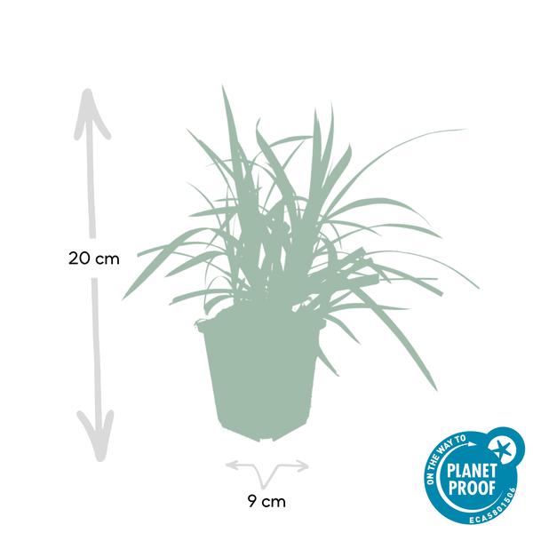 Carex morrowii 'Irish Green' - ↕10-25cm - Ø9cm - 12x | Sierplantenshop 