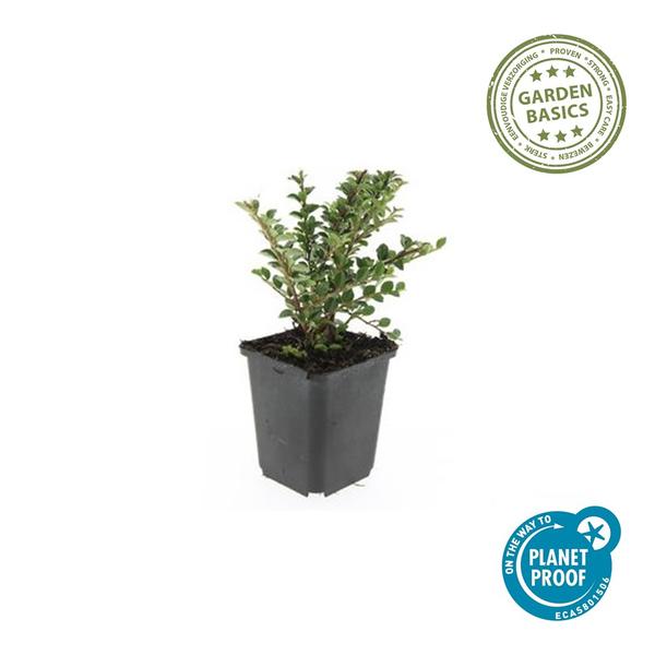 Cotoneaster horizontalis - ↕10-25cm - Ø9cm - 12x | Sierplantenshop 