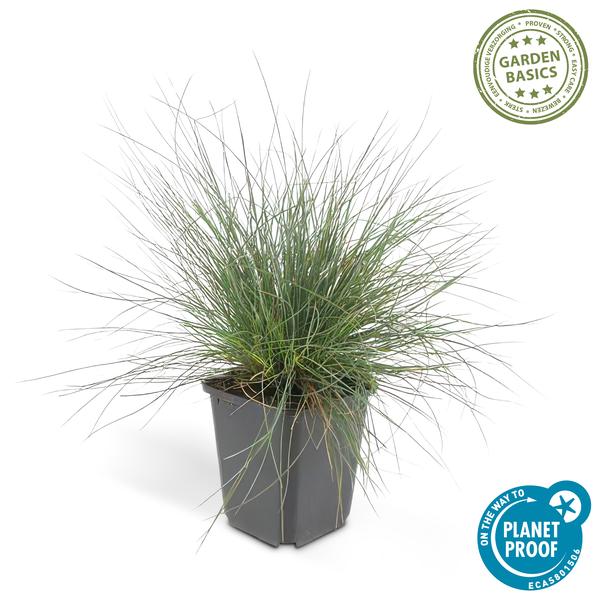 Festuca glauca 'Elijah Bleu' - ↕10-25cm - Ø9cm  - 12x | Sierplantenshop 