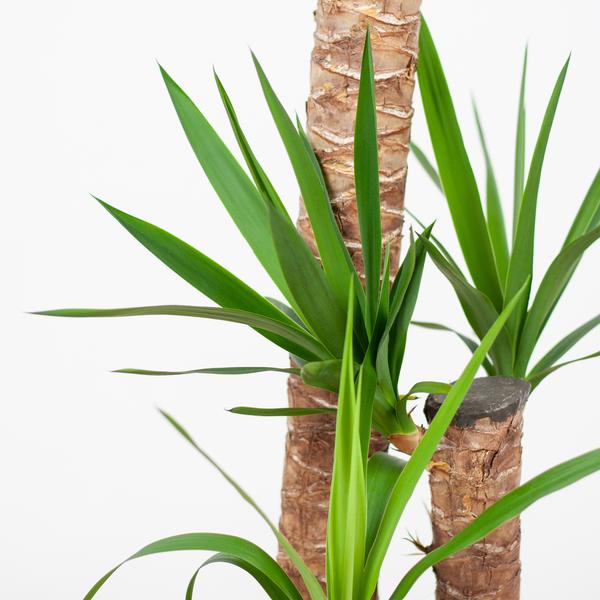 Yucca XL met Torun mand - 125cm - Ø24 | Sierplantenshop 