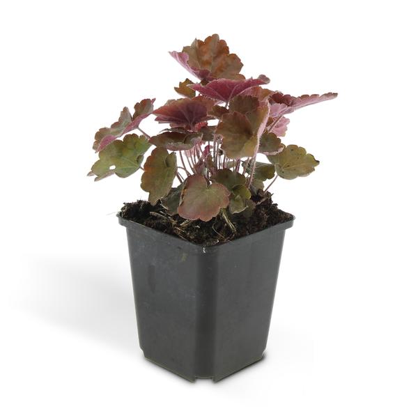 Heuchera mic. 'Palace Purple' - ↕10-25cm - Ø9cm - 12x | Sierplantenshop 