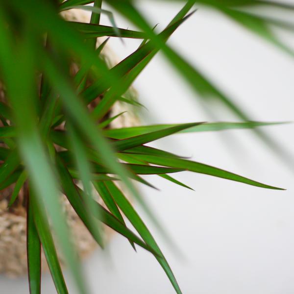 Dracaena Marginata met Viber pot grijs - 95cm - Ø21 | Sierplantenshop 