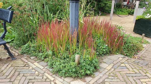 Imperata cylindrica 'Red Baron' - ↕10-25cm - Ø9cm - 12x | Sierplantenshop 