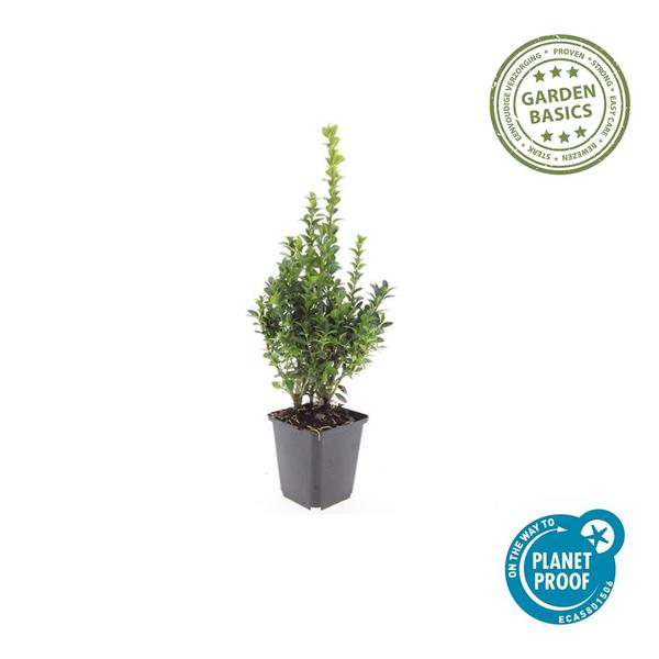 Buxus Sempervirens - ↕10-25cm - Ø9cm - 12x | Sierplantenshop 