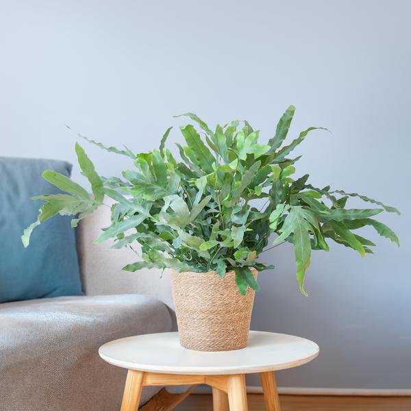 Phlebodium Aureum 'Blue Star' met Mand Sofia naturel - 40cm - Ø17 | Sierplantenshop 