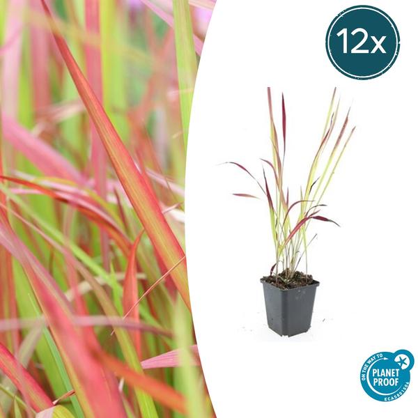 Imperata cylindrica 'Red Baron' - ↕10-25cm - Ø9cm - 12x | Sierplantenshop 