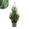 Kleine Kerstboom pot Ø19 cm - ca. 70 cm hoogte - Picea glauca Conica | Sierplantenshop 