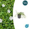 Vinca minor 'Gertrude Jekyll' - ↕10-25cm - Ø9cm - 12x | Sierplantenshop 