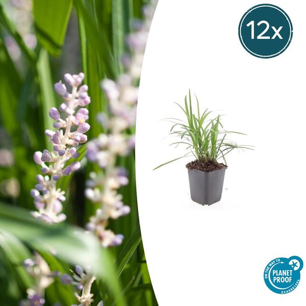 Liriope muscari 'Monroe White' - ↕10-25cm - Ø9cm - 12x | Sierplantenshop 