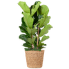 Ficus Lyrata XL met Torun mand - 140cm - Ø27 | Sierplantenshop 