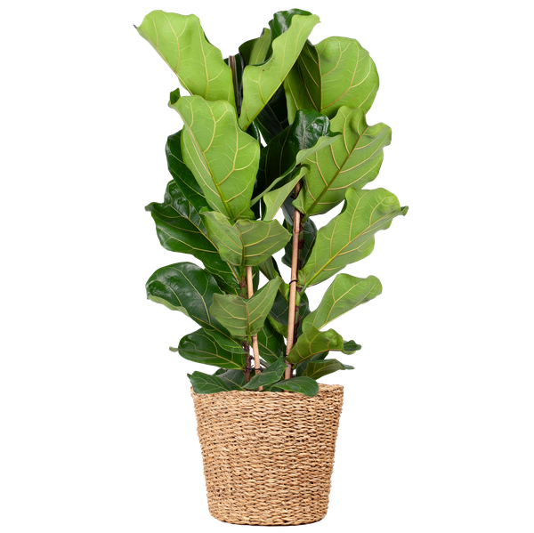 Ficus Lyrata XL met Torun mand - 140cm - Ø27 | Sierplantenshop 