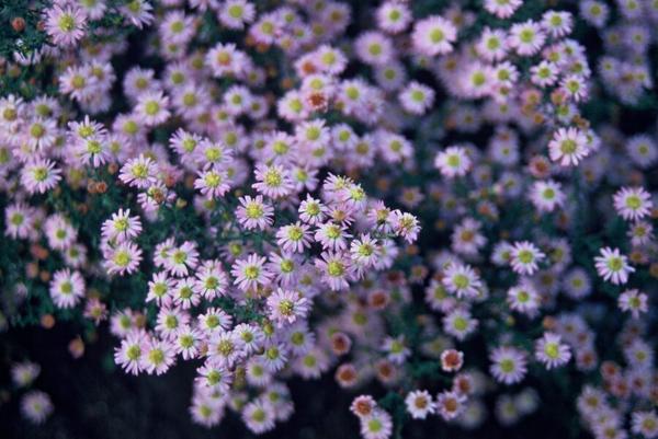 Aster ageratoides 'Stardust' - ↕10-25cm - Ø9cm - 12x | Sierplantenshop 