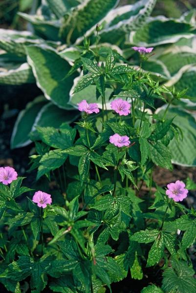 Geranium nodosum - ↕10-25cm - Ø9cm - 12x | Sierplantenshop 