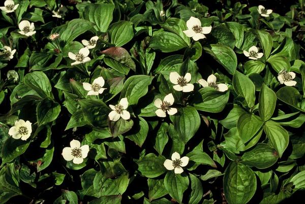 Cornus canadensis - ↕10-25cm - Ø9cm - 12x | Sierplantenshop 