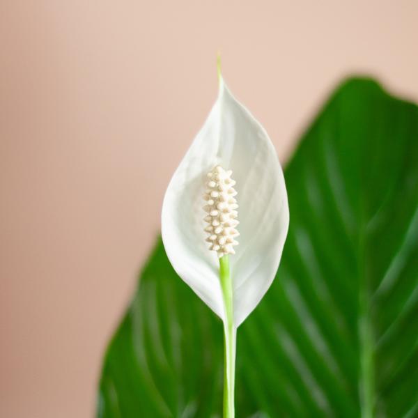 Spathiphyllum met Viber grijs - 80cm - Ø21 | Sierplantenshop 