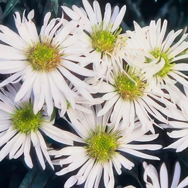 Aster ageratoides 'Ashvi' - ↕10-25cm - Ø9cm - 12x | Sierplantenshop 