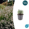 Lavandula int. 'Edelweiss' - ↕10-25cm - Ø9cm - 12x | Sierplantenshop 