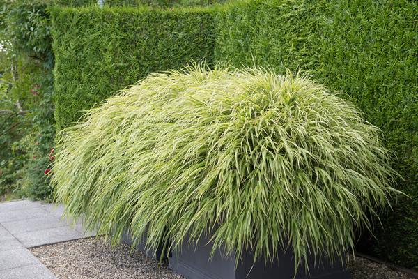 Hakonechloa macra - ↕10-25cm - Ø9cm - 12x | Sierplantenshop 