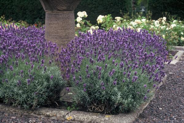 Lavandula ang. 'Dwarf Blue' - ↕10-25cm - Ø9cm - 12x | Sierplantenshop 