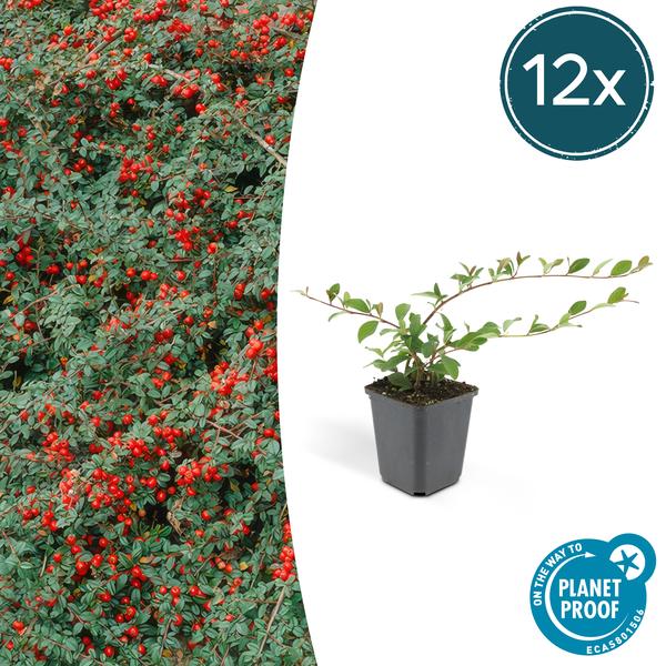 Cotoneaster dam. 'Major' - ↕25cm - Ø9cm  - 12x | Sierplantenshop 