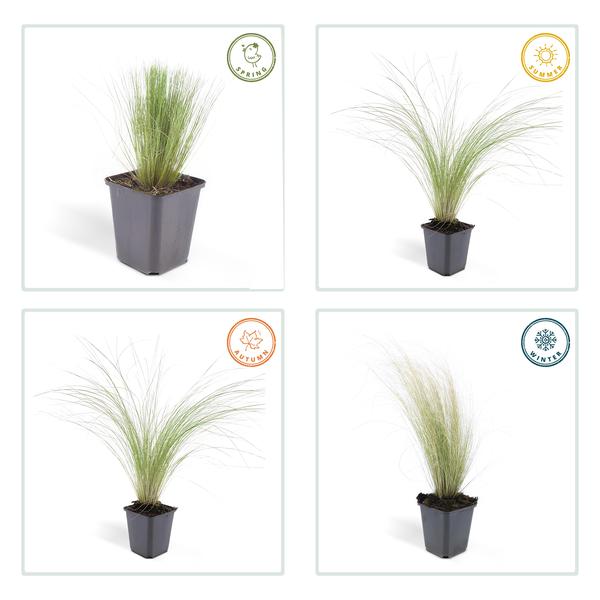 Stipa tenuissima 'Ponytails' - ↕10-25cm - Ø9cm - 12x | Sierplantenshop 