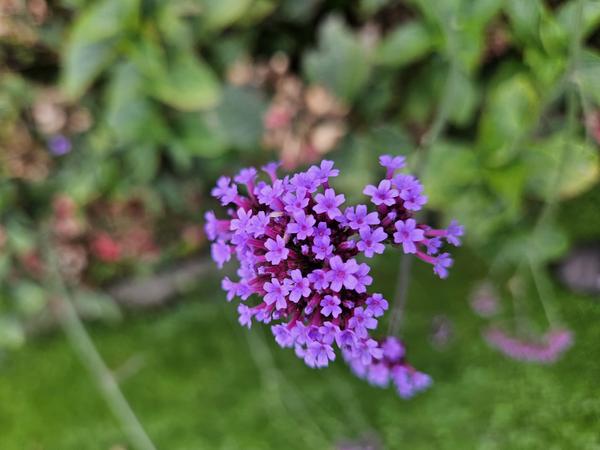 Verbena bonariensis - ↕10-25cm - Ø9cm - 12x | Sierplantenshop 