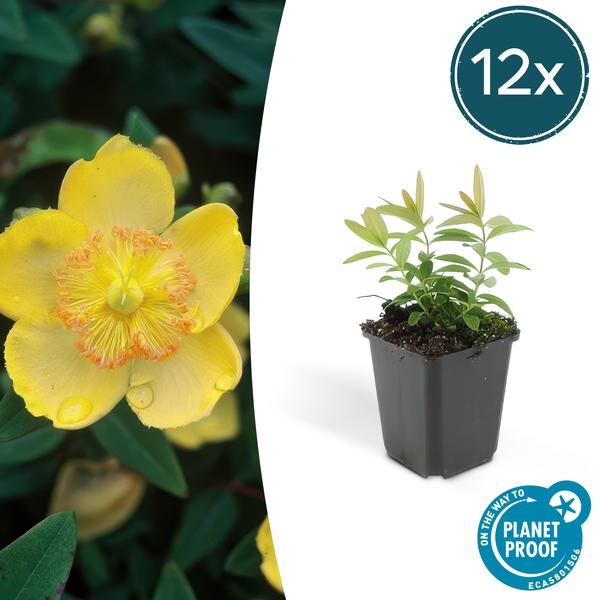 Hypericum calycinum - ↕10-25cm - Ø9cm  - 12x | Sierplantenshop 