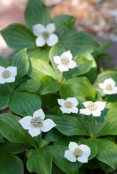 Cornus canadensis - ↕10-25cm - Ø9cm - 12x | Sierplantenshop 