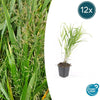 Hakonechloa macra - ↕10-25cm - Ø9cm - 12x | Sierplantenshop 